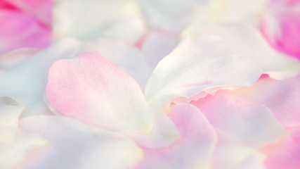 Close up of white and pink rose flower for a background, soft focus.