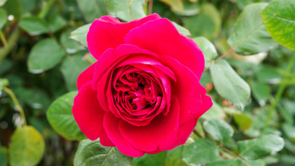 Red roses flower in the garden.