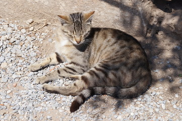 Katzen von Ephesos