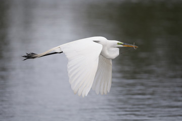 Great Egret (Ardea alba) in flight over a pond - Venice, Florida