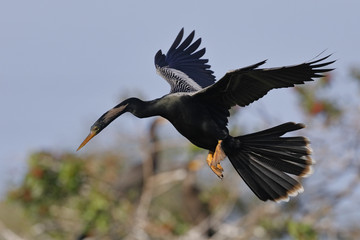 Male anhinga in flight over a wooded pond