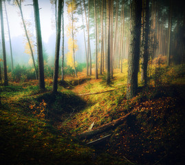 foggy misty forest