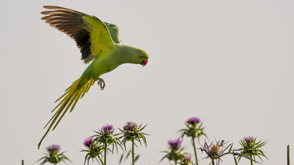 Green Parrot in the Wild