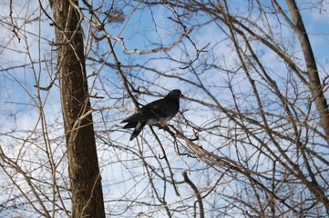 Columba, pigeon, winter