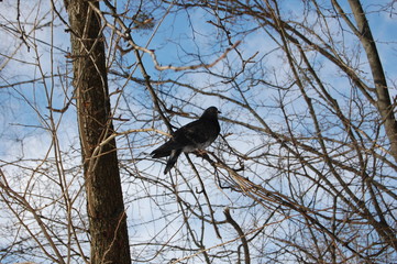 Columba, pigeon, winter