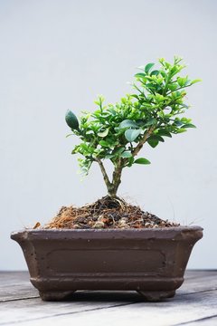 Bonsai tree pot plant for gardening decoration