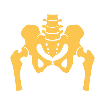 Fragment of the structure of the human skeleton. Pelvic girdle and thighs. Silhouette. Icon. Sign. Vector.