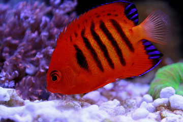 Flame Angelfish, one of the most beautiful dwarf angelfish