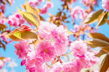 Panele Szklane  Kwitnąca różowa sakura i błękitne niebo. Słoneczny dzień w parku