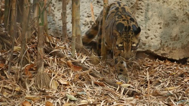 Golden cat or catopuma in chiangmai Thailand