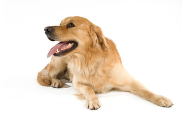 Liegender Mischlingshund isoliert auf weißem Grund