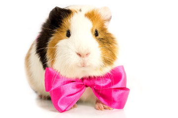 Guinea pig with pink bow on the chest.