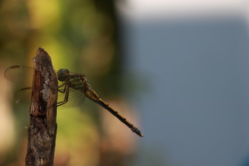 dragon fly