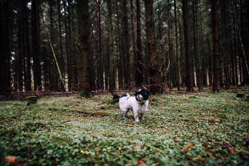 Ausflug in den Rüstjer Forst mit Hund