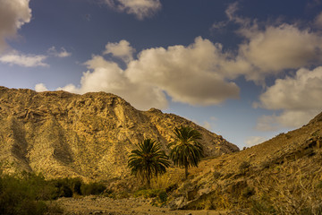 Palm group in front of a mountain with dark clouds