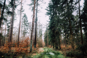 Fototapeta premium Ausflug in den Rüstjer Forst mit Hund