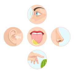 Obraz premium Set of five senses man. Anatomy, human organs.