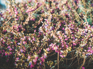 Close up background of dryed Common Heather Ling Scotch Heather Calluna vulgaris