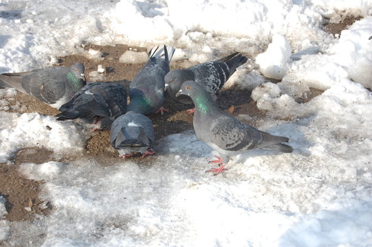 Columba, pigeon, winter