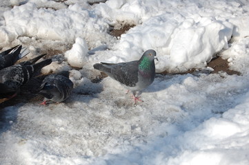 Columba, pigeon, winter