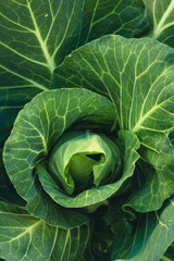 Obraz premium Vegetable Lettuce Green cabbage Fresh green garden cabbage on rustic wooden background