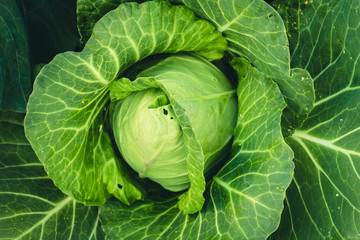 Vegetable Lettuce Green cabbage Fresh green garden cabbage on rustic wooden background