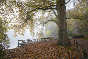 Fototapeta premium Platane im Nebel, Rombergpark, Dortmund, Nordrhein-Westfalen, Deutschland, Europa
