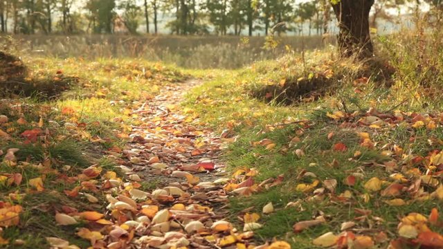 Pathway in the forest