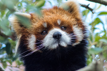 Naklejka premium Kleiner Panda
