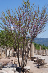 Ephesos Ruinenstadt