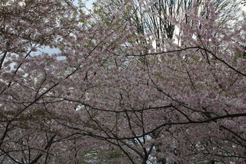 Cherry blossoms along the Potomac River, Washington, DC