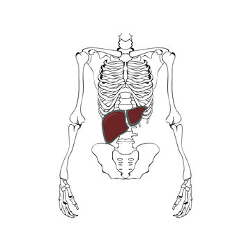 Image of the liver against the background of the skeleton. Schematic drawing. Vector graphics