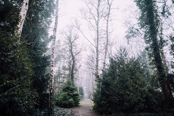 Alter Friedhof in Greifswald im Nebel