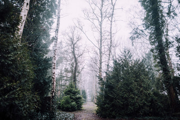 Obraz premium Alter Friedhof in Greifswald im Nebel