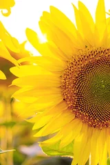 Wall murals Sunflower sunflowers at the field