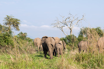 Naklejka premium Wild elephants in the African savanna