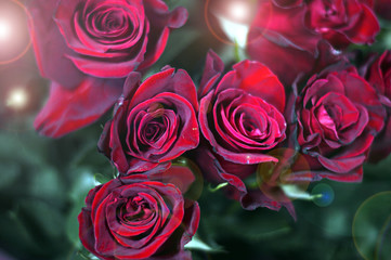 Beautiful romantic bouquet of roses with highlights