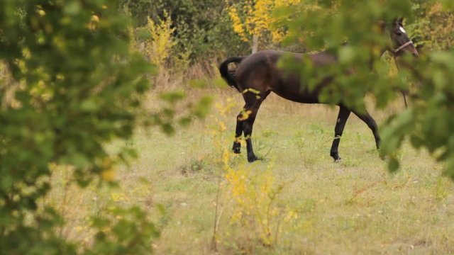 horse, mare in the autumn meadow