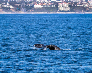 Fototapeta premium Whale Tail -off California Coast