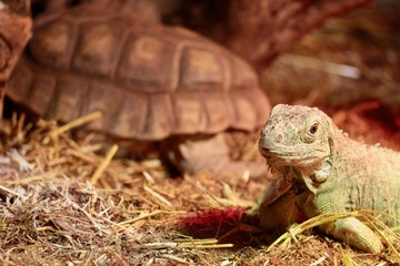 iguana 