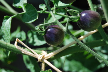 Unreife Tomaten 