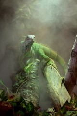iguana 