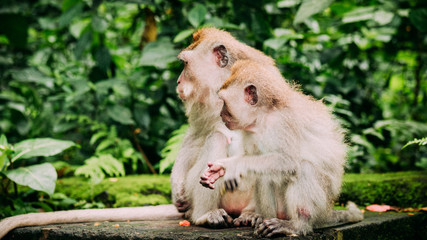 Mother and kid Long-tailed macaque with young ones on forage. Macaca fascicularis, in Sacred Monkey Forest, Ubud, Indonesia