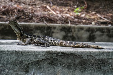 Reptil in Australien