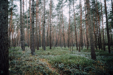 Wald bei Celle in Niedersachsen
