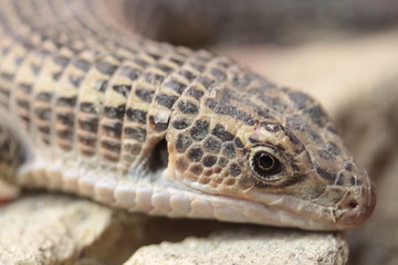 closeup di lucertola