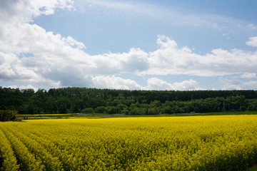 Obraz premium ナノハナ畑