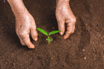 Young sprout in springtime,Closeup.Hands of farmer growing plant a tree natural background,Plant a tree growing plant The soil and seedlings in the old hand