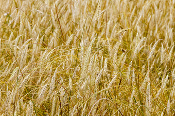 A field with bold wheat. spikelets of wheat. Yellow background.
