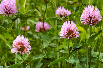 Obraz premium Clover pink. Beautiful meadow flowers. Blue wildflowers.